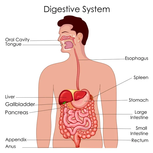 Diagramme d'éducation médicale de la biologie pour le diagramme de système digestif — Image vectorielle