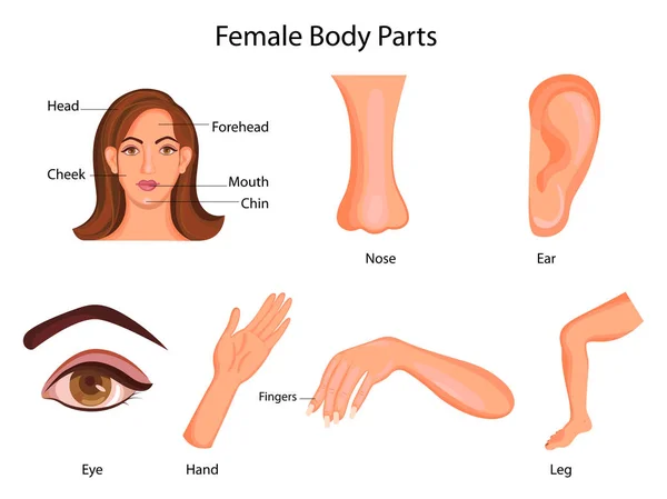 Діаграма медичної освіти біології для жіночих частин тіла — стоковий вектор