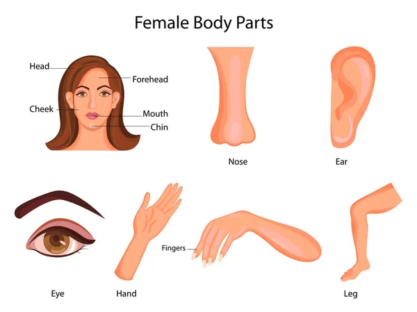 Tabla de Educación Médica de Biología para el Diagrama de Partes del Cuerpo Femenino — Archivo Imágenes Vectoriales