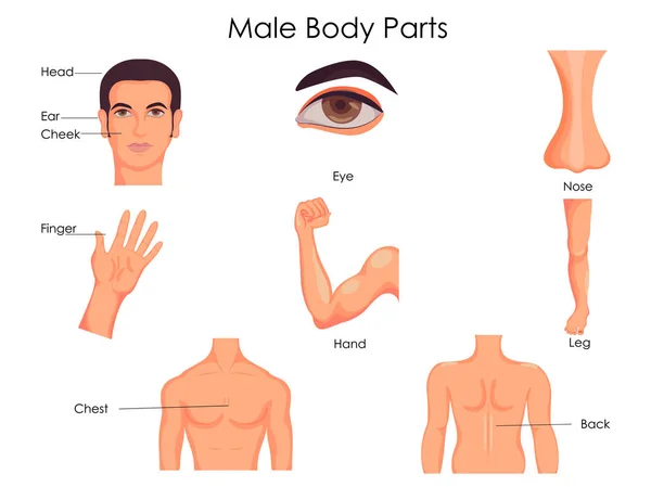 Medical Education Chart of Biology for Male Body Parts Diagram — Stock Vector