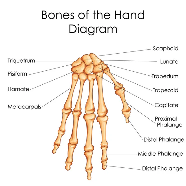 Medical Education Chart of Biology for Bones of Hand Diagram — Stock Vector