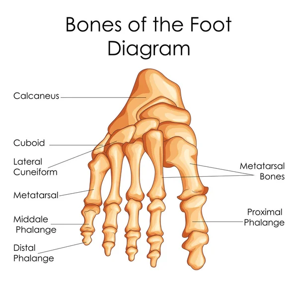 발 다이어그램의 뼈에 대 한 생물학의 의학 교육 차트 — 스톡 벡터