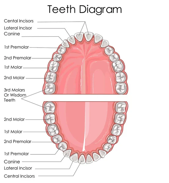 Grafico di educazione medica di biologia per il diagramma dei denti umani — Vettoriale Stock
