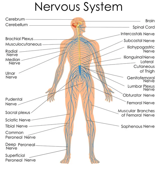 Wykresu edukacji medycznej, biologii dla schemat układu nerwowego — Wektor stockowy