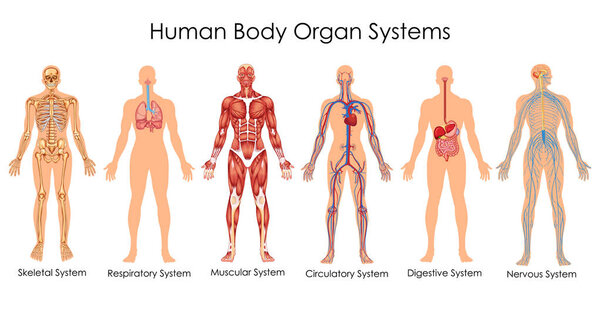 Medical Education Chart of Biology for Human Body Organ System Diagram