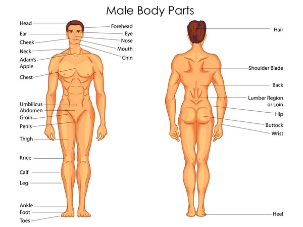 Tabla de Educación Médica de Biología para el Diagrama de Partes del Cuerpo Masculino — Vector de stock