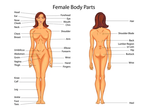 Tabla de Educación Médica de Biología para el Diagrama de Partes del Cuerpo Femenino — Archivo Imágenes Vectoriales