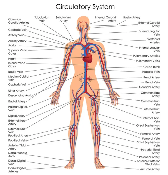 Carta de Educación Médica de Biología para el Diagrama del Sistema Circulatorio — Vector de stock