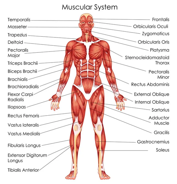 Diagramme d'éducation médicale de la biologie pour le diagramme de système musculaire — Image vectorielle