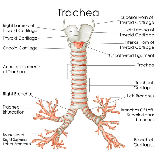 แผนภูมิการศึกษาทางการแพทย์ของชีววิทยาสําหรับแผนภาพ Trachea — ภาพเวกเตอร์สต็อก