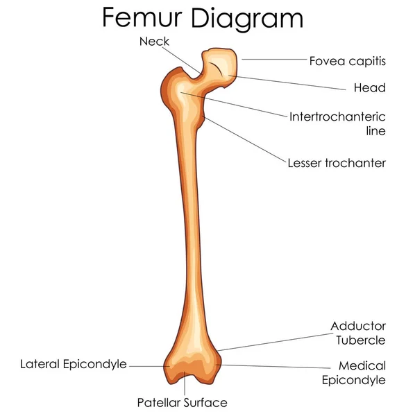 Medical Education Chart of Biology for Femur Bone Diagram — Stock Vector