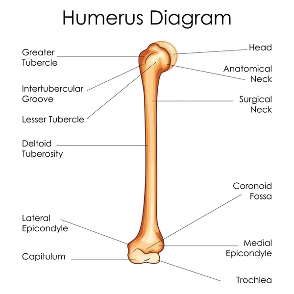 Medical Education Chart of Biology for Humerus Diagram — Stock Vector