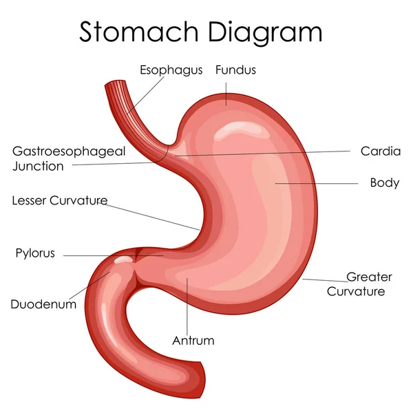 Medical Education Chart of Biology for Stomach Diagram — Stock Vector