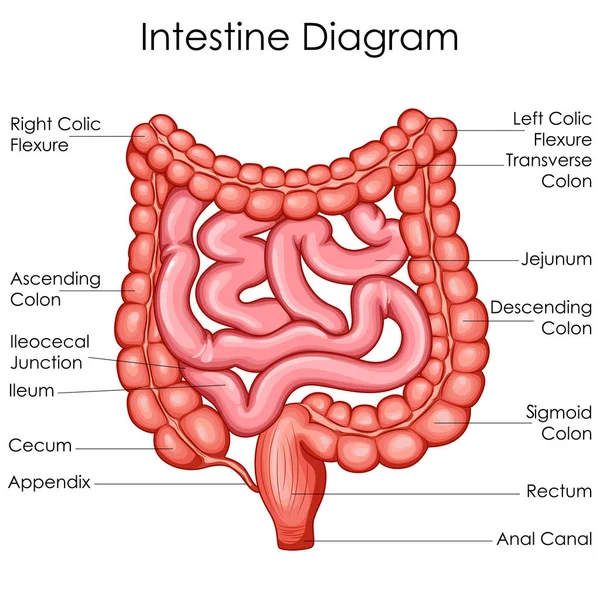 Tabla de Educación Médica de Biología para el Diagrama Intestino — Vector de stock