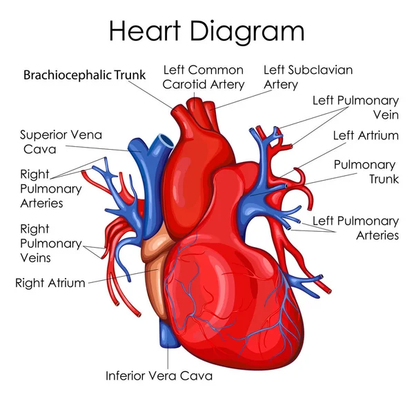 Tabla de Educación Médica de Biología para el Diagrama del Corazón — Archivo Imágenes Vectoriales