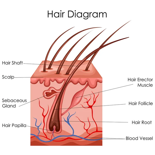 Medical Education Chart of Biology for Hair Diagram — Stock Vector