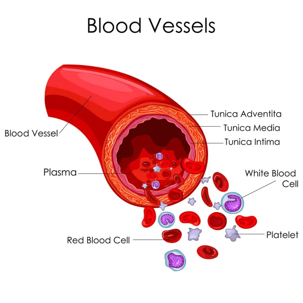 Tabla de Educación Médica de Biología para el Diagrama de los Vaso Sangre — Vector de stock