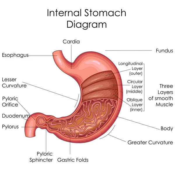 Medical Education Chart of Biology for Stomach Diagram — Stock Vector