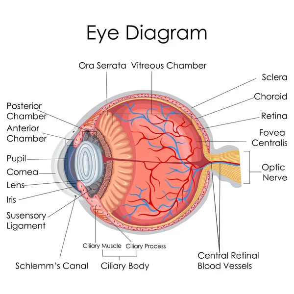 Medische opleiding grafiek van biologie voor menselijk oog interne Diagram — Stockvector