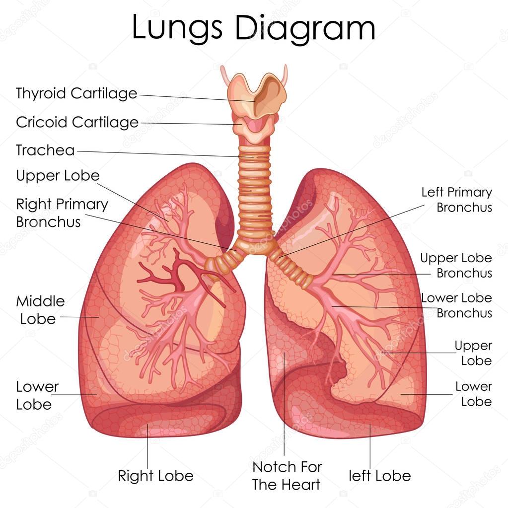 Medical Education Chart of Biology for Lungs Diagram