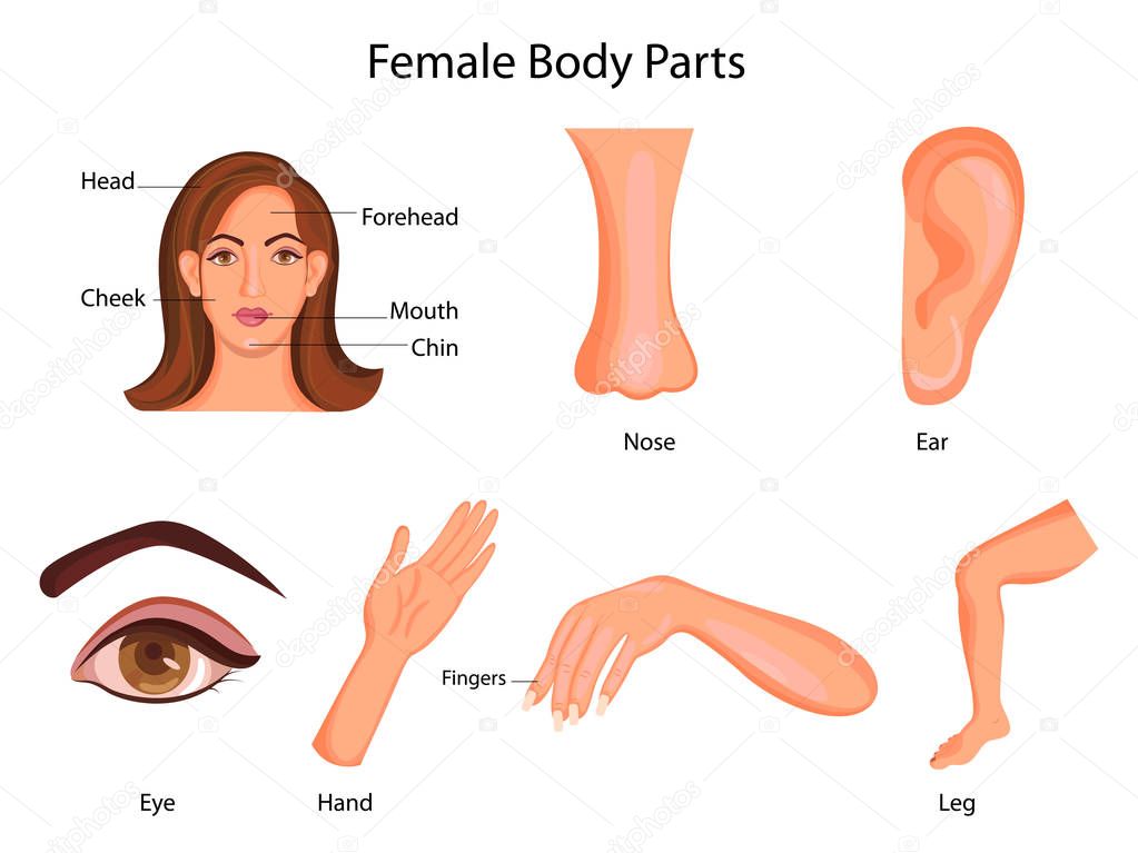 Medical Education Chart of Biology for Female Body Parts Diagram — Stock Vector © Vecton #155913648