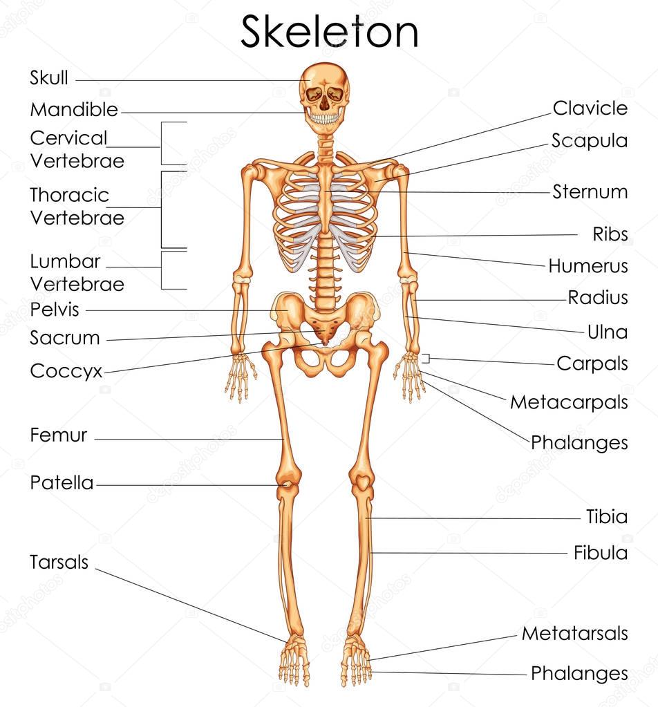 Medical Education Chart of Biology for Human Skeleton Diagram