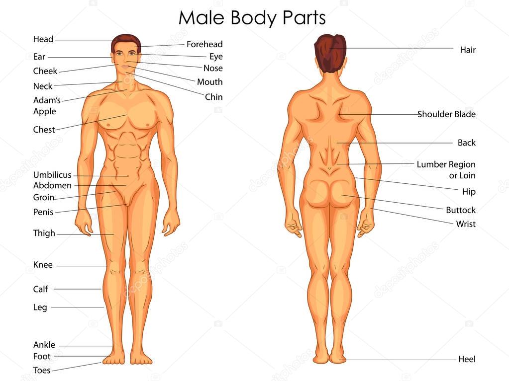 Body Parts Diagram Woman / 9+ Free Body Diagram - Free Printable Download | Free ... / In physics and engineering, a free body diagram (force diagram, or fbd).