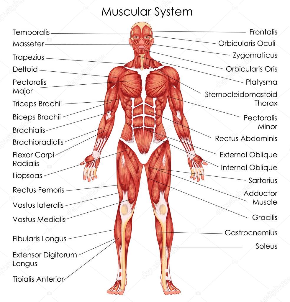 Medical Education Chart of Biology for Muscular System Diagram
