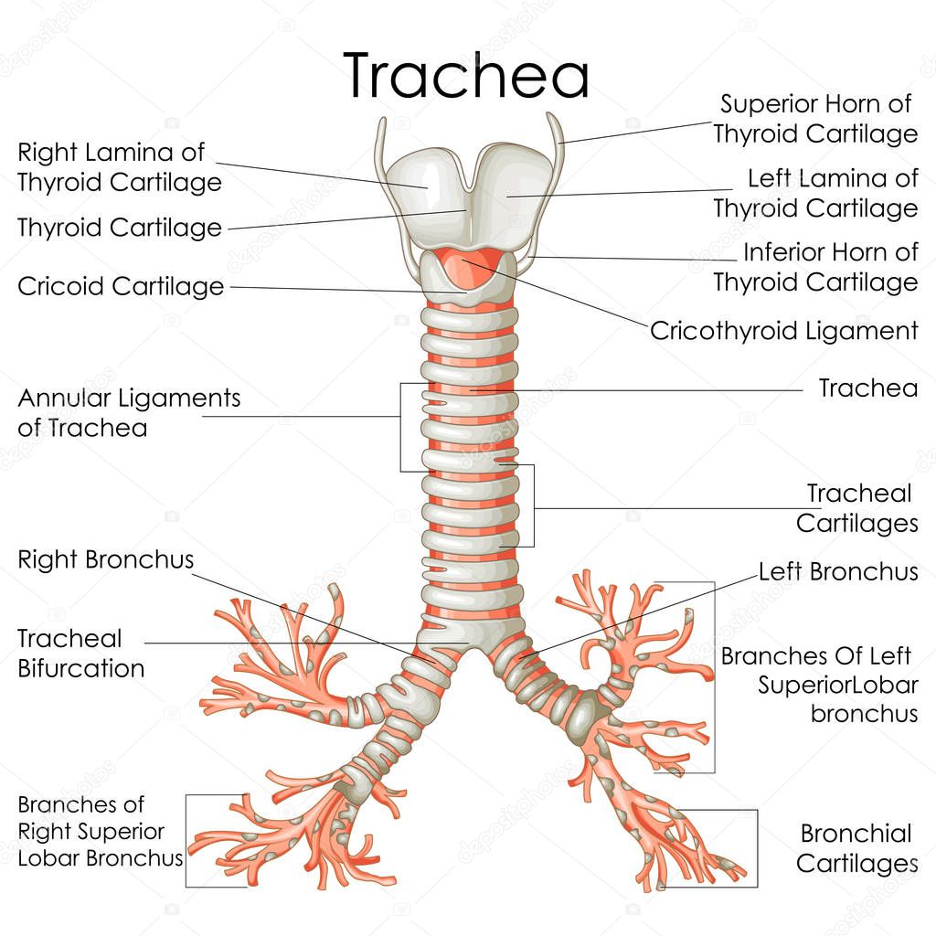 Gráfico de educación médica de la biología para el 