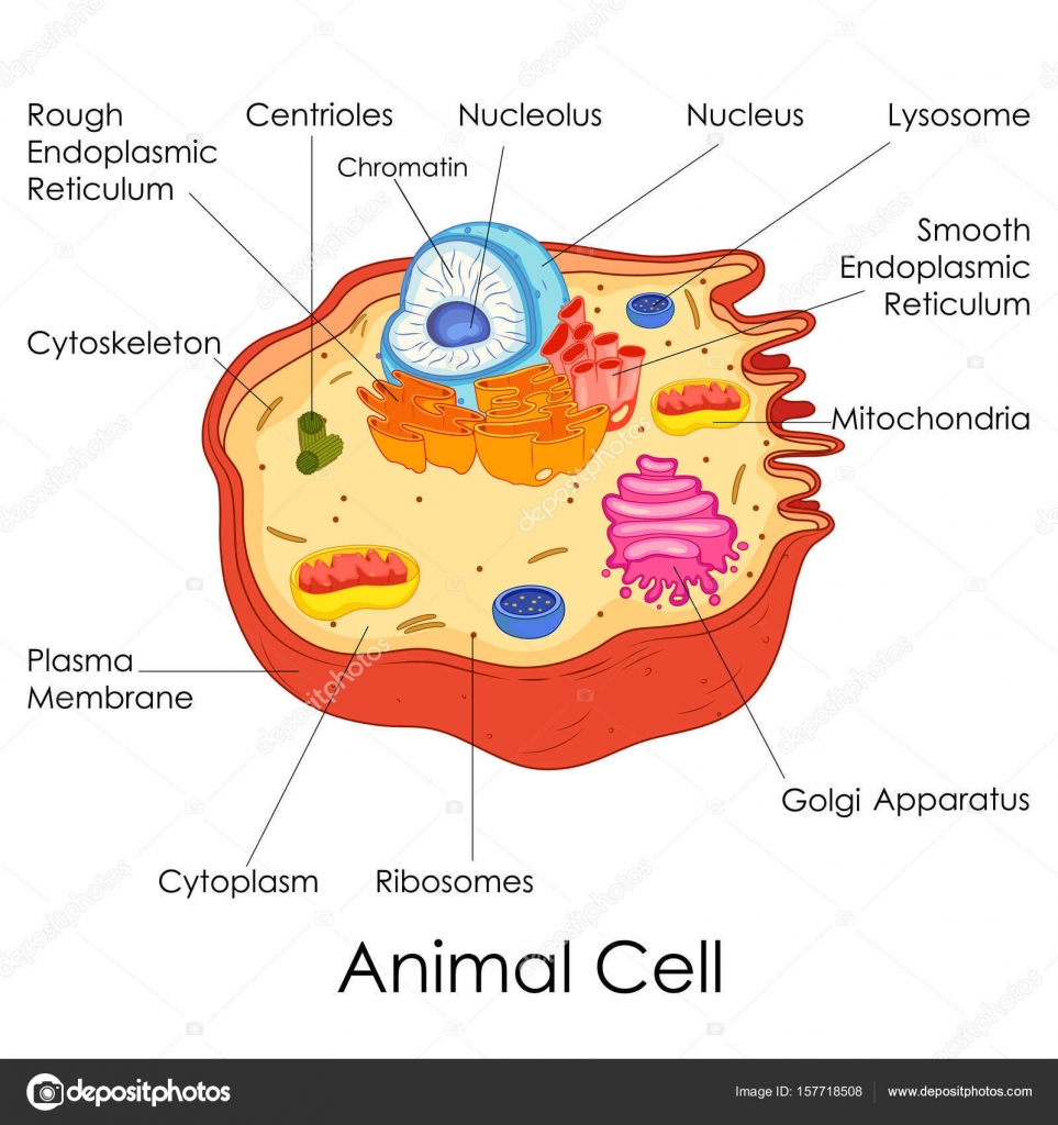 Education Chart of Biology for Animal Cell Diagram Stock Vector Image by  ©Vecton #157718508