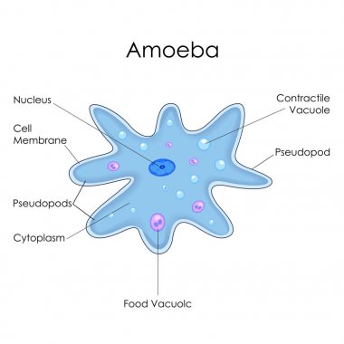 Education Chart of Biology for Amoeba Diagram clipart