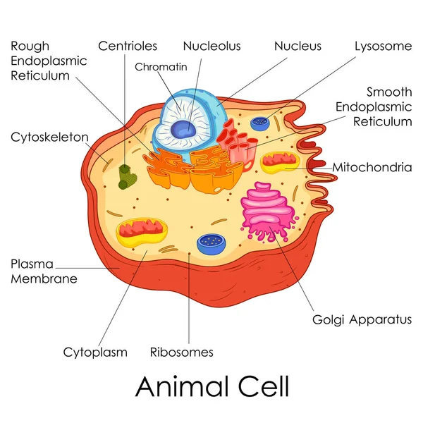 Education Chart of Biology for Animal Cell Diagram — Stock Vector