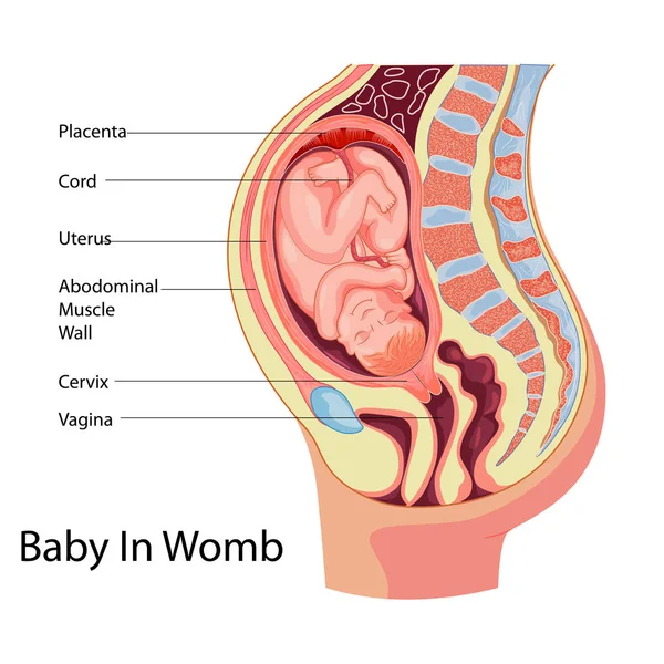 Graphique d'éducation de la biologie pour le bébé dans l'utérus Diagramme — Image vectorielle