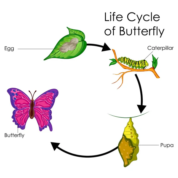 Eğitim grafik Biyoloji yaşam döngüsü kelebek diyagram için