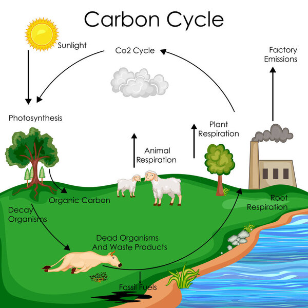 Education Chart of Biology for Carbon Cycle Diagram
