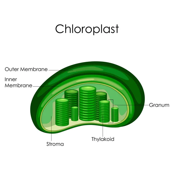 Carta Educativa de Biología para el Diagrama de Cloroplasto — Vector de stock