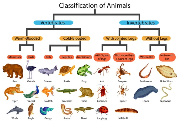 Carta Educativa de Biología para la Clasificación de Animales Diagrama — Vector de stock