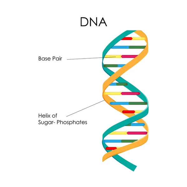 Onderwijs biologie voor Dna-structuurdiagram rekeningschema — Stockvector