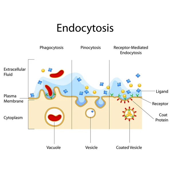 Carta Educativa de Biología para el Diagrama de Endocitosis — Vector de stock