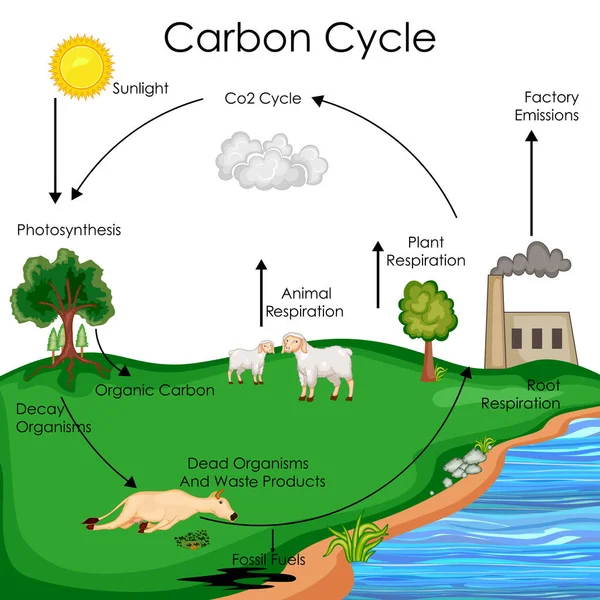 Carbon Cycle Royalty Free Carbon Cycle Vector Images Drawings Depositphotos