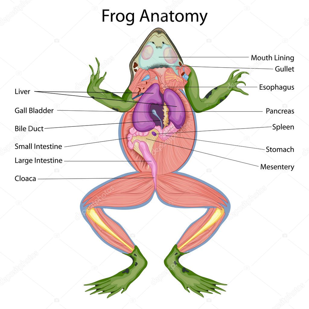 Education Chart of Biology for Dissected body of Frog Diagram — Stock