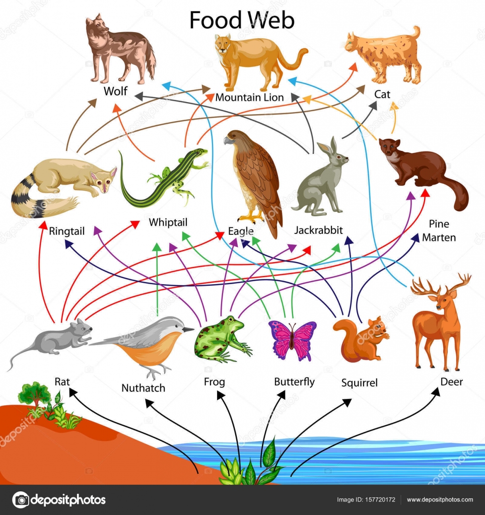 Ocean Food Chain Chart