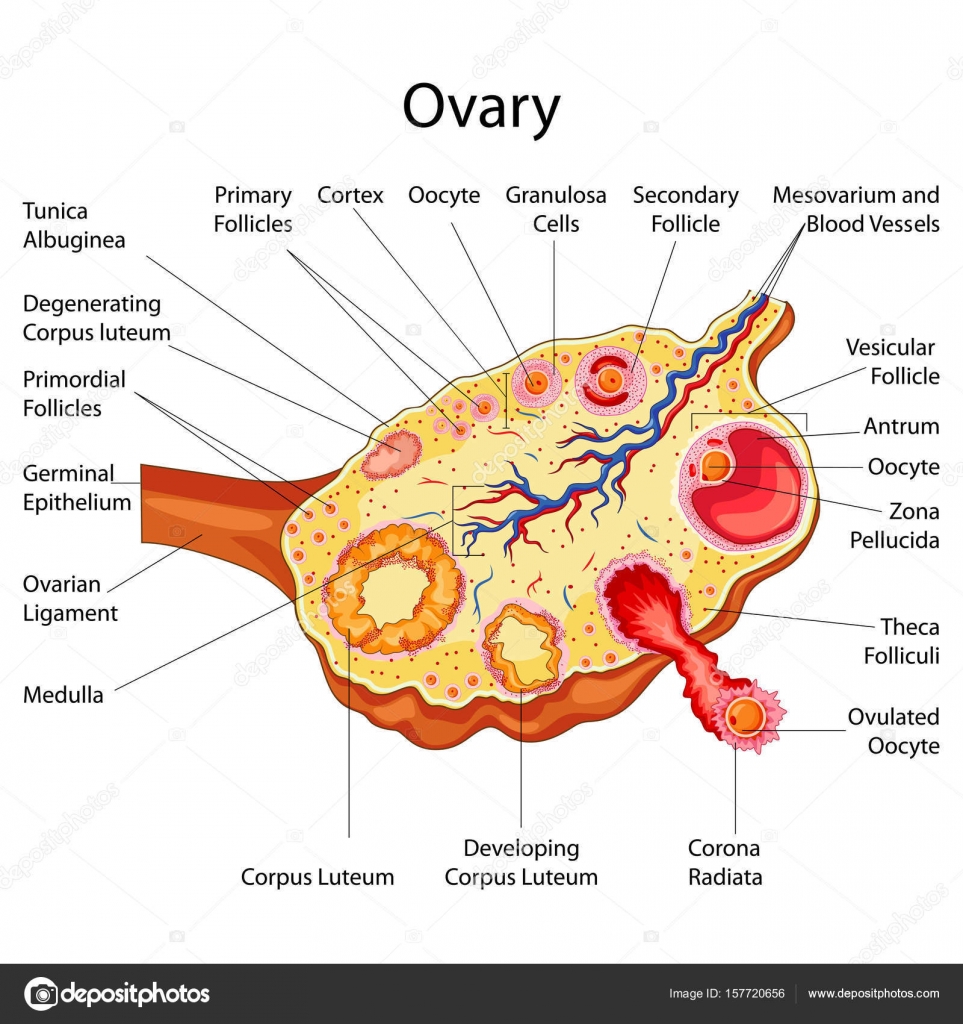 Details 108+ ovary diagram drawing best