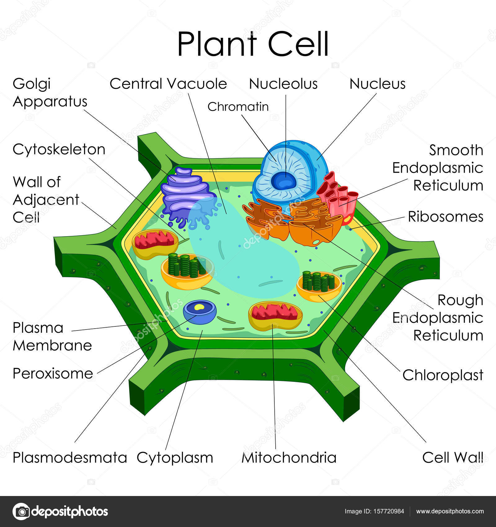 Cell Biology Chart