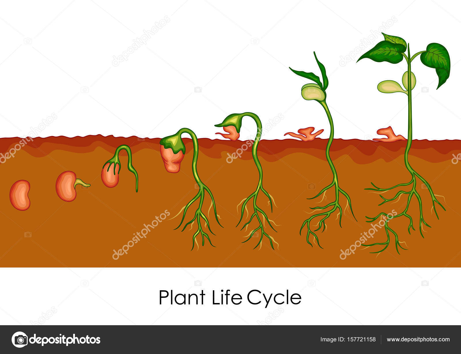 Plant Life Cycle Chart