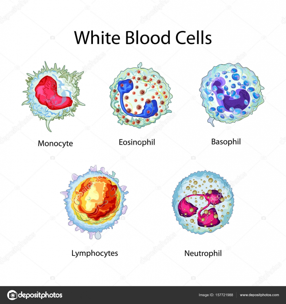 Education Chart Of Biology For White Blood Cells Diagram