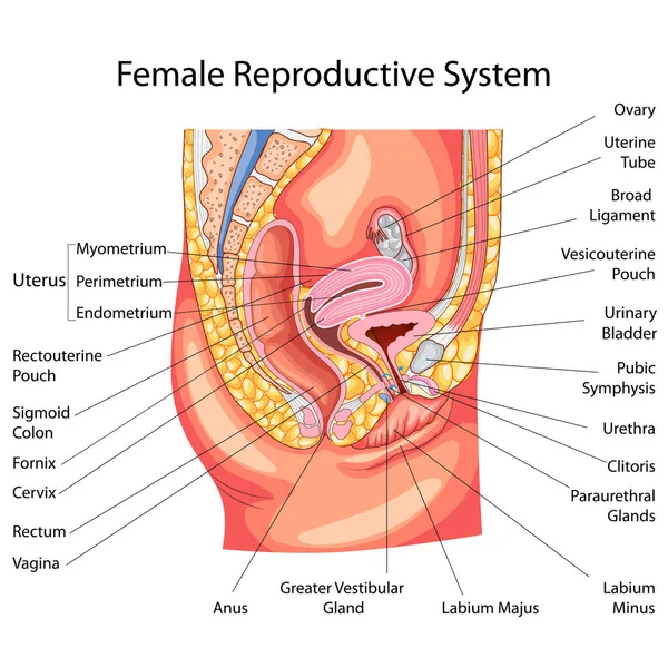 Chart vzdělávání biologie pro Diagram ženského reprodukčního systému — Stockový vektor
