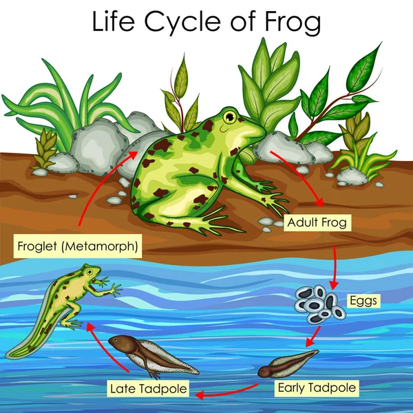 カエル図のライフ サイクルにおける生物学の教育のグラフ — ストックベクタ