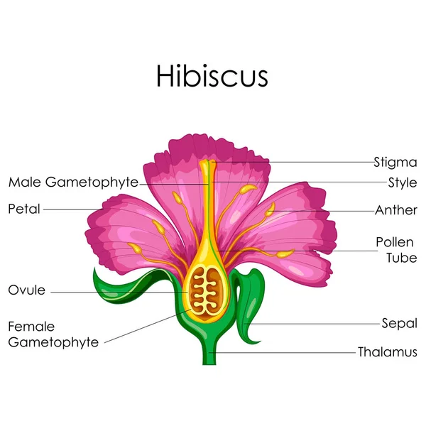 แผนภูมิการศึกษาชีววิทยาสําหรับกายวิภาคศาสตร์ของแผนภาพดอกไม้ Hibiscus — ภาพเวกเตอร์สต็อก