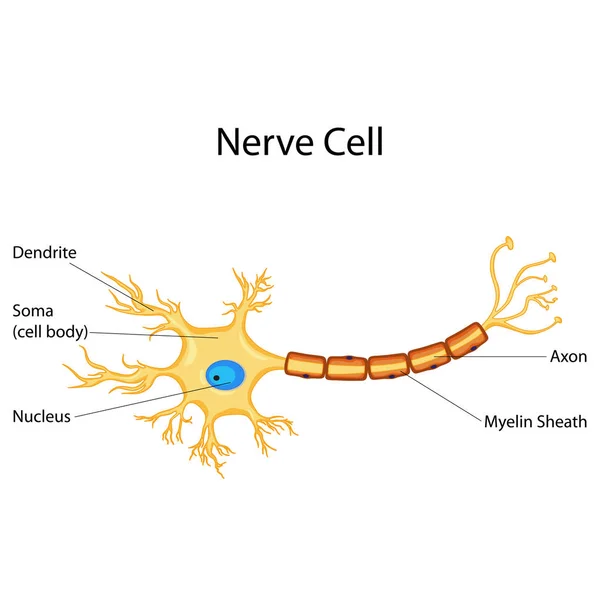 Onderwijs biologie voor zenuwcel Diagram rekeningschema — Stockvector